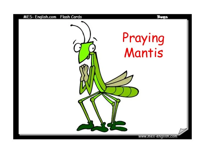 Praying Mantis