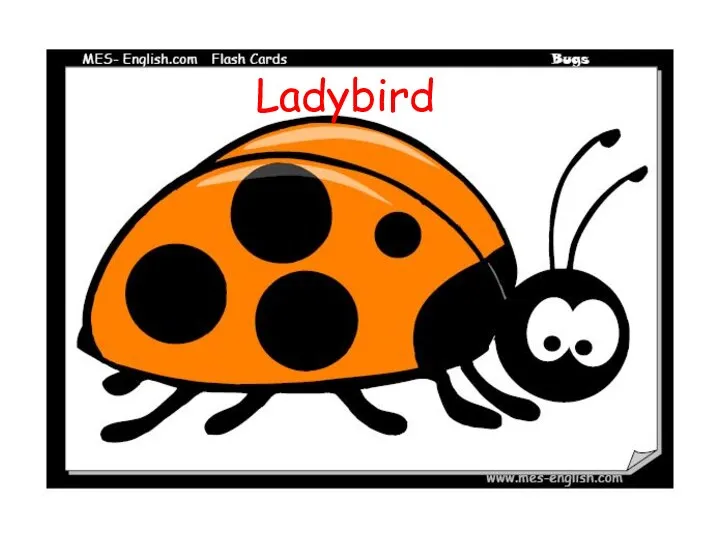 Ladybird