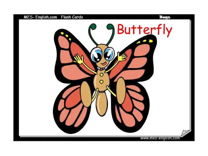 Butterfly