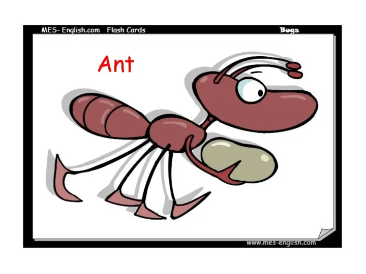 Ant