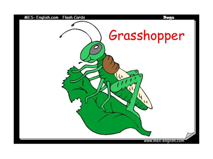 Grasshopper