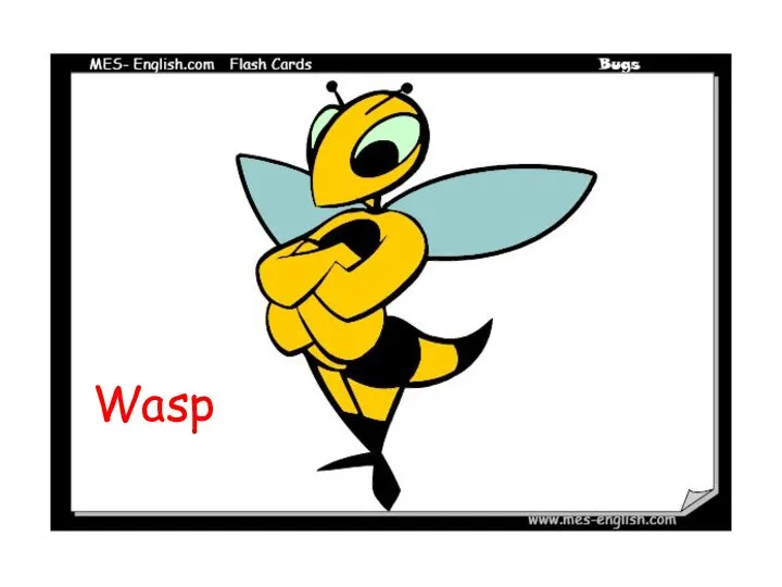 Wasp