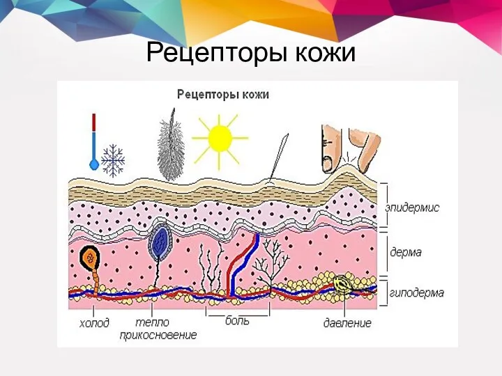 Рецепторы кожи