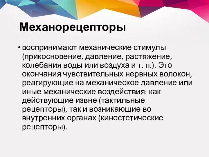 Механорецепторы воспринимают механические стимулы (прикосновение, давление, растяжение, колебания воды или воздуха и