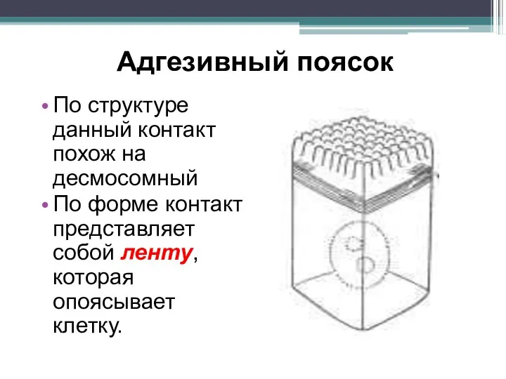 Адгезивный поясок По структуре данный контакт похож на десмосомный По форме контакт