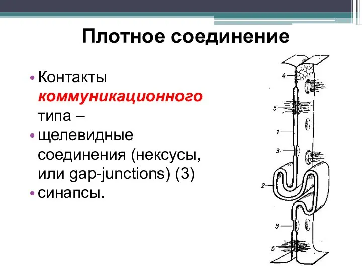 Плотное соединение Контакты коммуникационного типа – щелевидные соединения (нексусы, или gap-junctions) (3) синапсы.