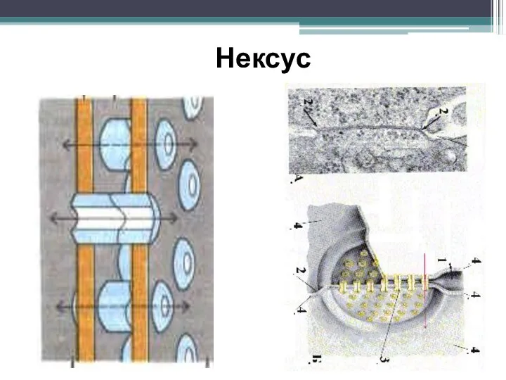 Нексус