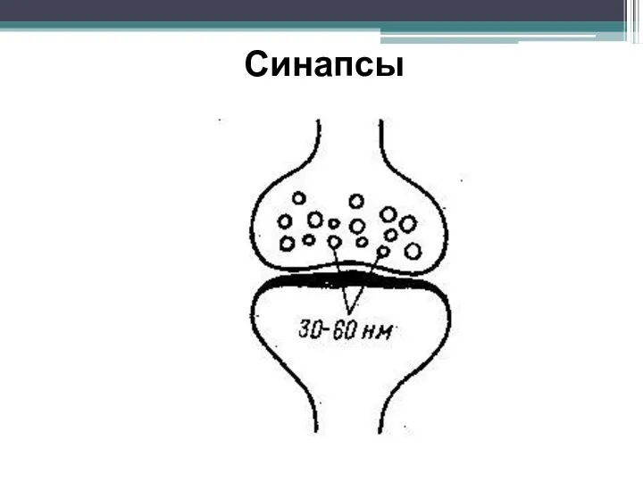 Синапсы