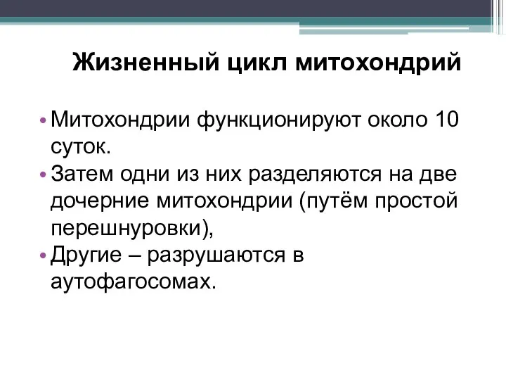 Жизненный цикл митохондрий Митохондрии функционируют около 10 суток. Затем одни из них