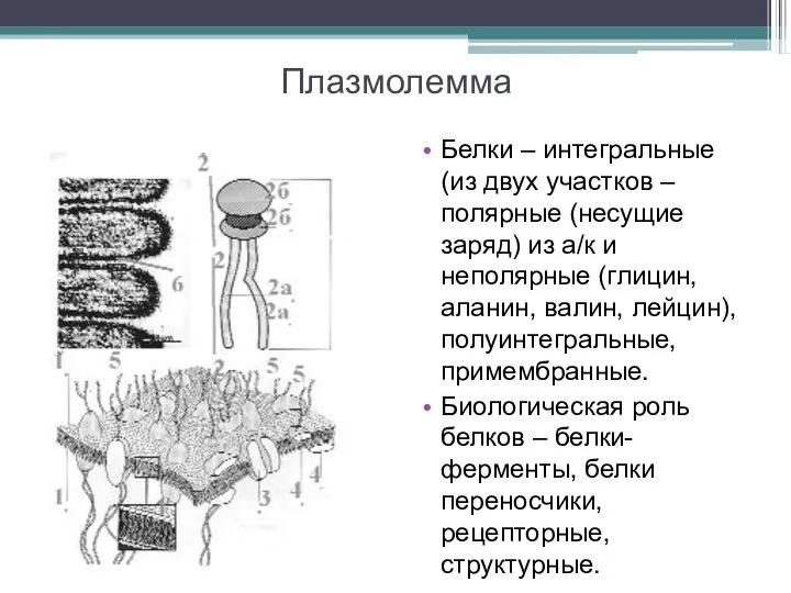 Плазмолемма Белки – интегральные (из двух участков – полярные (несущие заряд) из