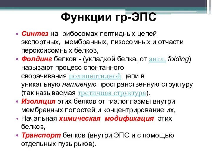 Функции гр-ЭПС Синтез на рибосомах пептидных цепей экспортных, мембранных, лизосомных и отчасти