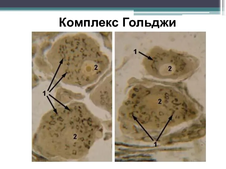 Комплекс Гольджи