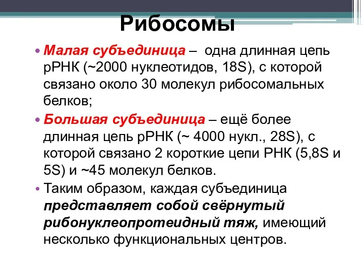 Рибосомы Малая субъединица – одна длинная цепь рРНК (~2000 нуклеотидов, 18S), с