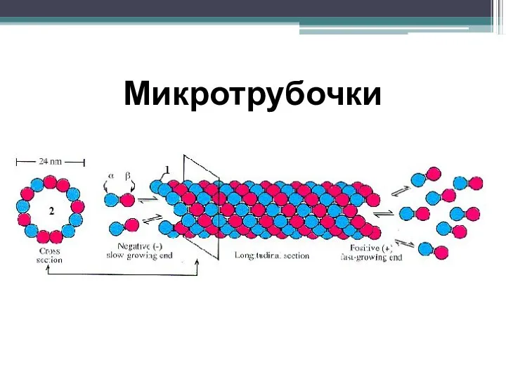 Микротрубочки