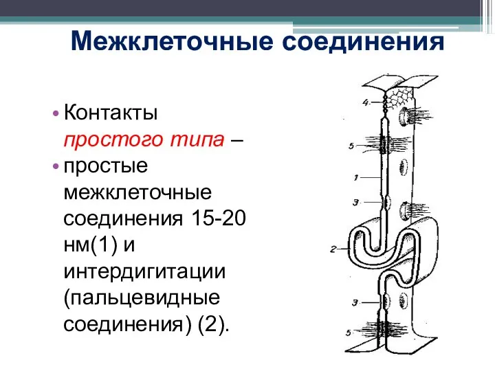 Межклеточные соединения Контакты простого типа – простые межклеточные соединения 15-20 нм(1) и интердигитации (пальцевидные соединения) (2).