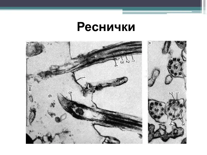 Реснички