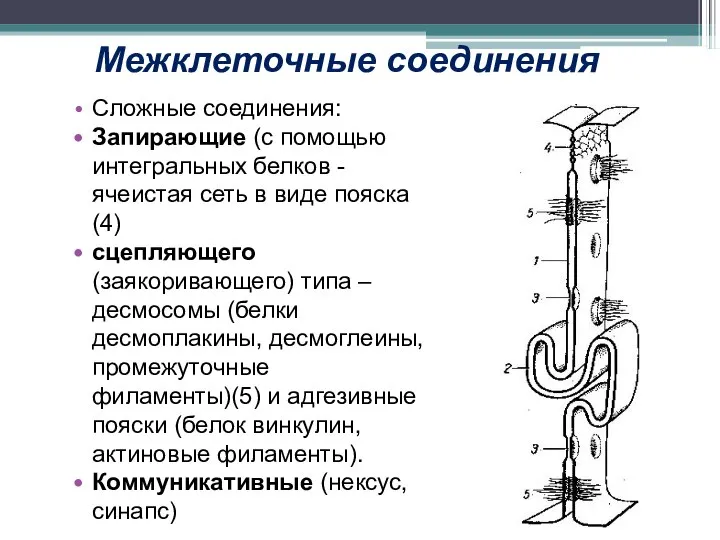 Межклеточные соединения Сложные соединения: Запирающие (с помощью интегральных белков - ячеистая сеть