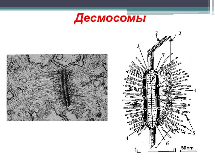 Десмосомы