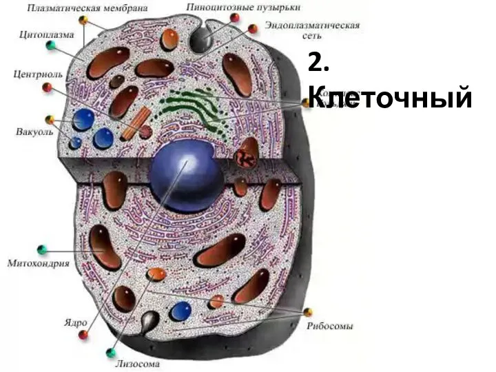 2. Клеточный