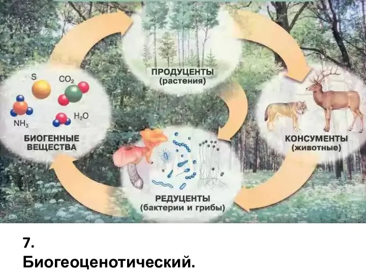 7. Биогеоценотический.