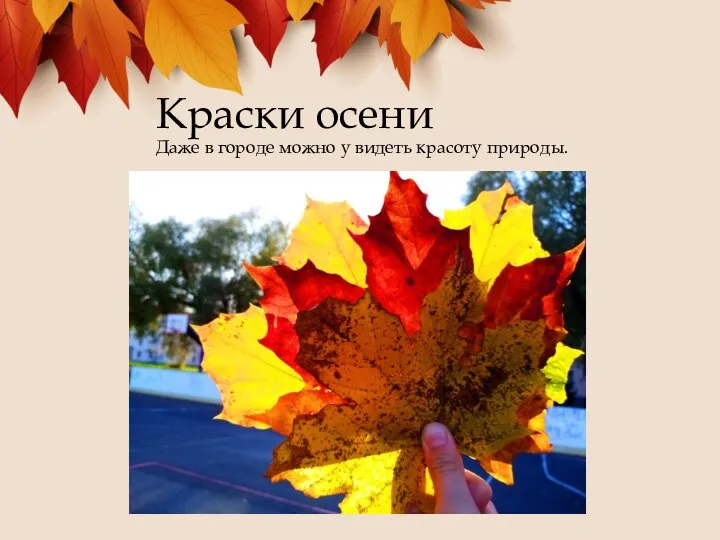 Краски осени Даже в городе можно у видеть красоту природы.