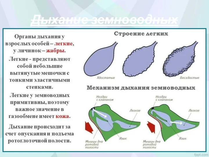 Дыхание земноводных