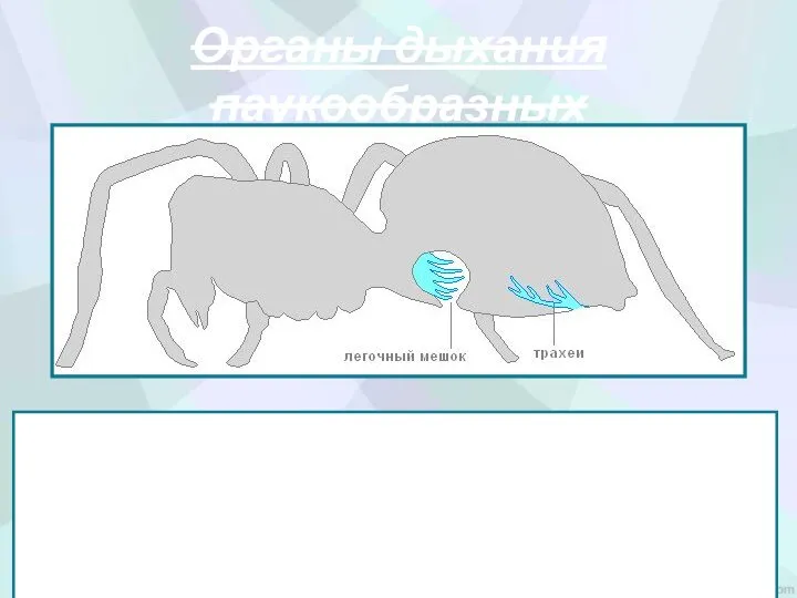 Органы дыхания паукообразных Органы дыхания расположены в брюшке: в передней его части