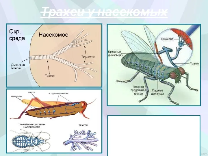 Трахеи у насекомых Поступление воздуха в трахейную систему происходит благодаря движениям брюшка