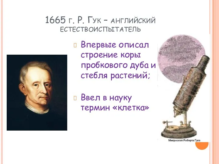 1665 г. Р. Гук – английский естествоиспытатель Впервые описал строение коры пробкового