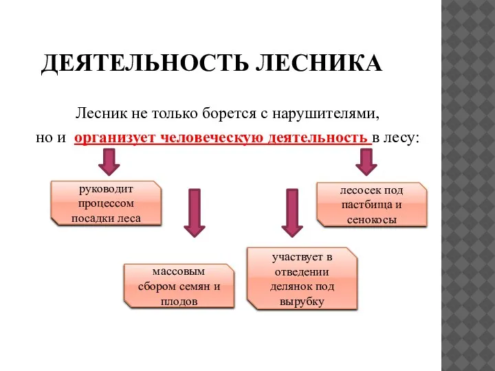 ДЕЯТЕЛЬНОСТЬ ЛЕСНИКА Лесник не только борется с нарушителями, но и организует человеческую