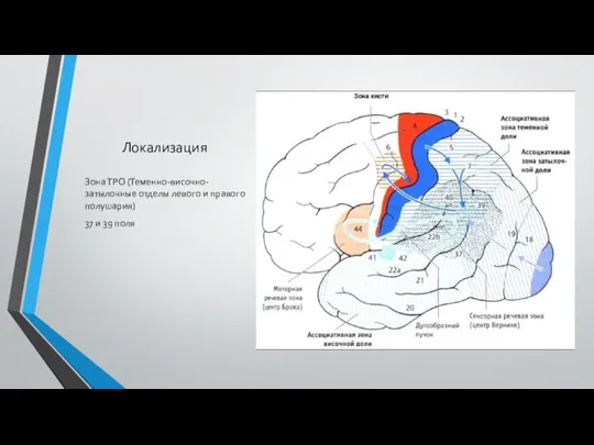 Локализация Зона ТРО (Теменно-височно-затылочные отделы левого и правого полушария) 37 и 39 поля