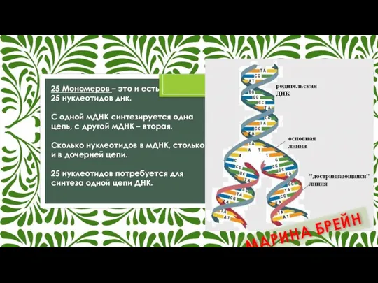 25 Мономеров – это и есть 25 нуклеотидов днк. С одной мДНК