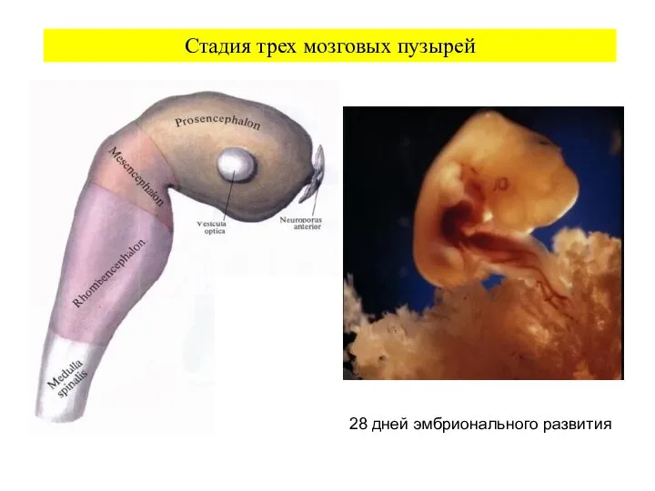 Стадия трех мозговых пузырей 28 дней эмбрионального развития