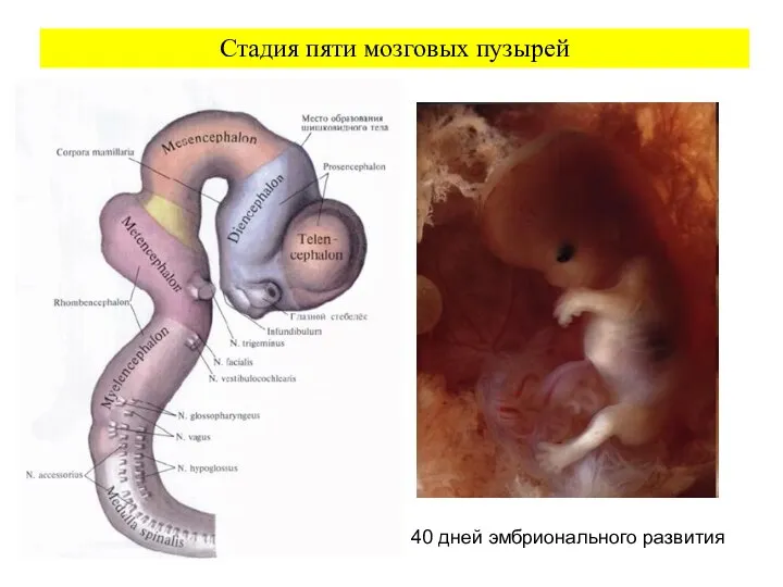 Стадия пяти мозговых пузырей 40 дней эмбрионального развития