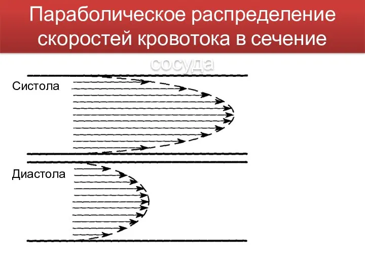 Параболическое распределение скоростей кровотока в сечение сосуда Диастола Систола