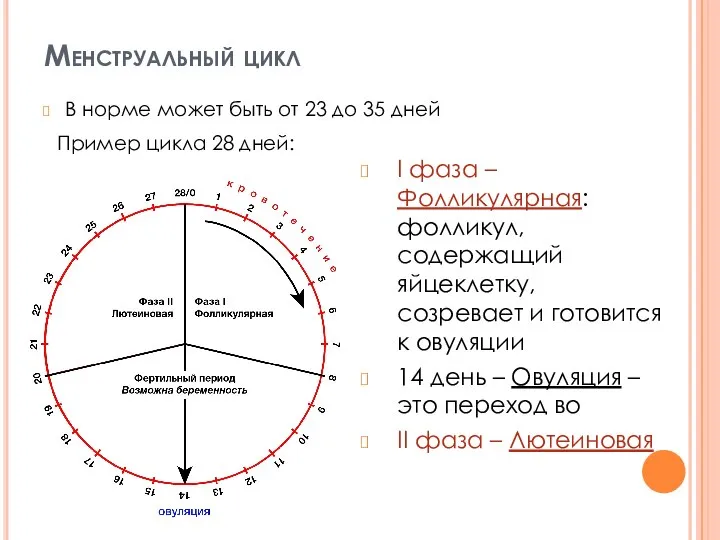 Менструальный цикл В норме может быть от 23 до 35 дней Пример