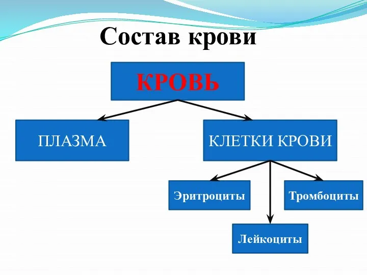 Состав крови КРОВЬ КЛЕТКИ КРОВИ ПЛАЗМА Эритроциты Лейкоциты Тромбоциты