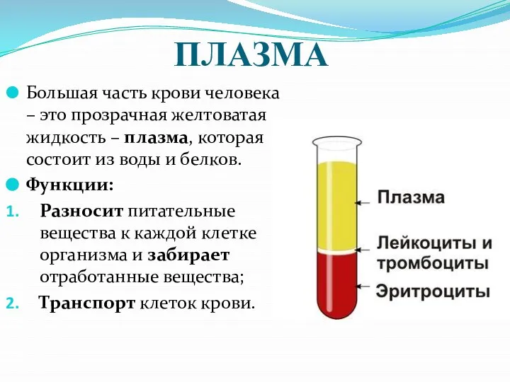 ПЛАЗМА Большая часть крови человека – это прозрачная желтоватая жидкость – плазма,