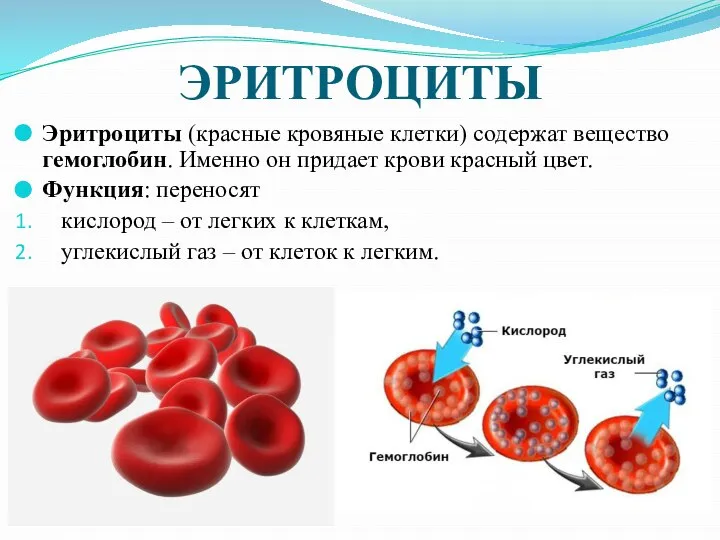 ЭРИТРОЦИТЫ Эритроциты (красные кровяные клетки) содержат вещество гемоглобин. Именно он придает крови