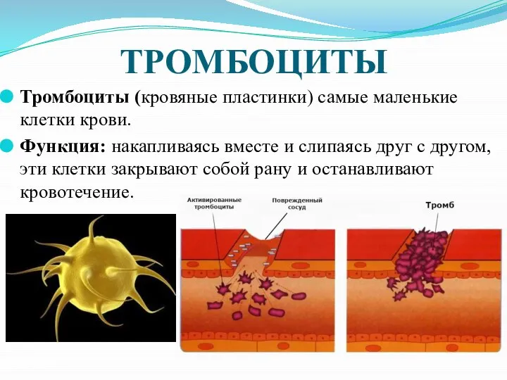 ТРОМБОЦИТЫ Тромбоциты (кровяные пластинки) самые маленькие клетки крови. Функция: накапливаясь вместе и