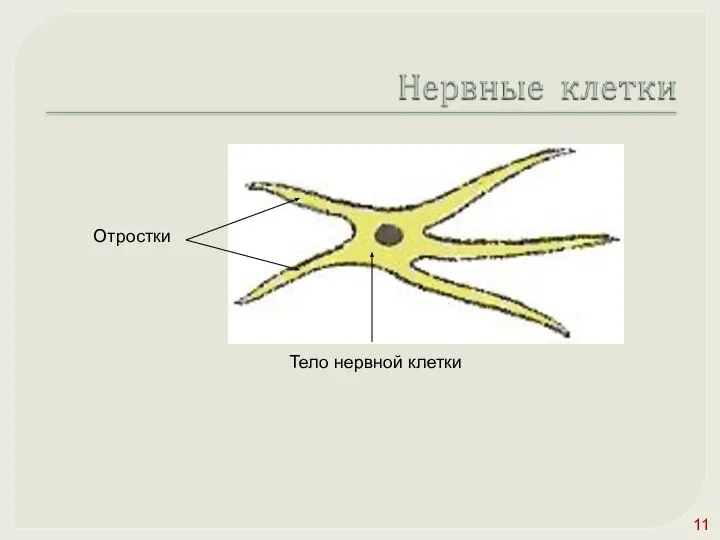 Отростки Тело нервной клетки