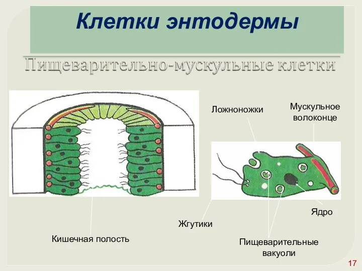 Кишечная полость Жгутики Ложноножки Пищеварительные вакуоли Мускульное волоконце Ядро Клетки энтодермы