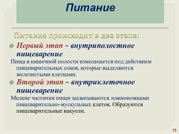 Первый этап – внутриполостное пищеварение Пища в кишечной полости измельчается под действием