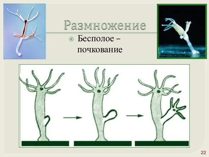 Бесполое – почкование