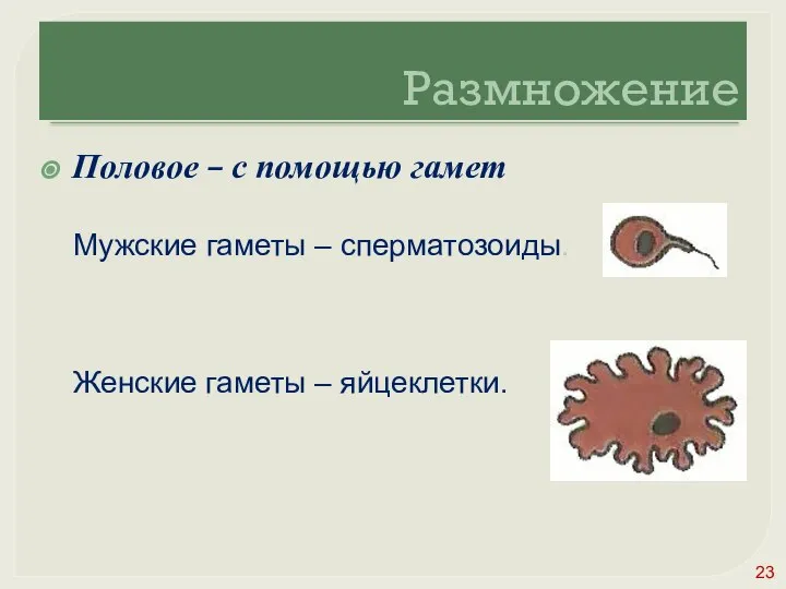 Размножение Половое – с помощью гамет Мужские гаметы – сперматозоиды. Женские гаметы – яйцеклетки.