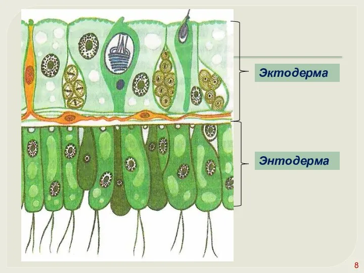 Эктодерма Энтодерма