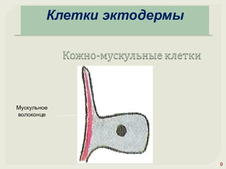 Эктодерма какая клетка