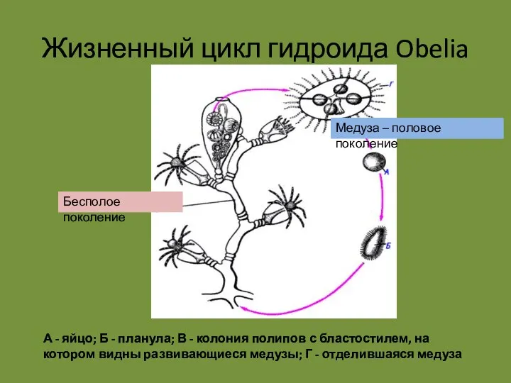 Жизненный цикл гидроида Obelia А - яйцо; Б - планула; В -