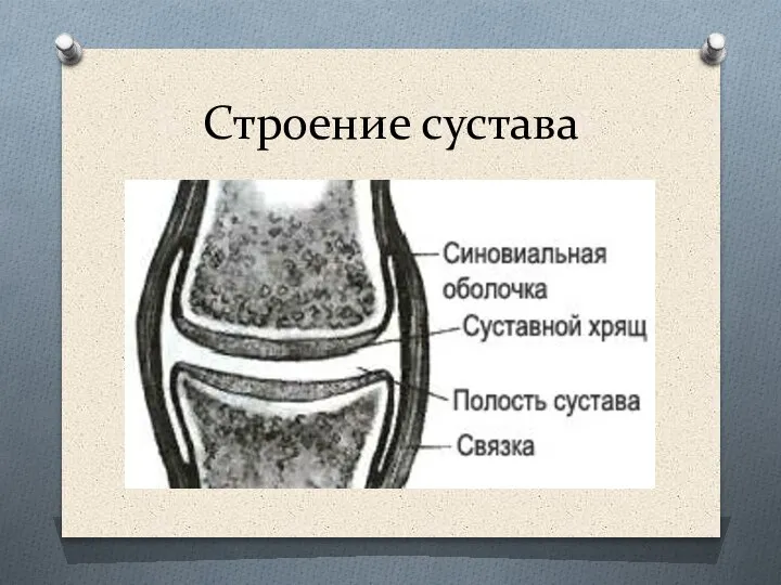 Строение сустава