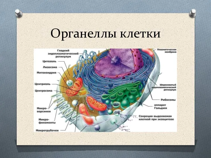 Органеллы клетки